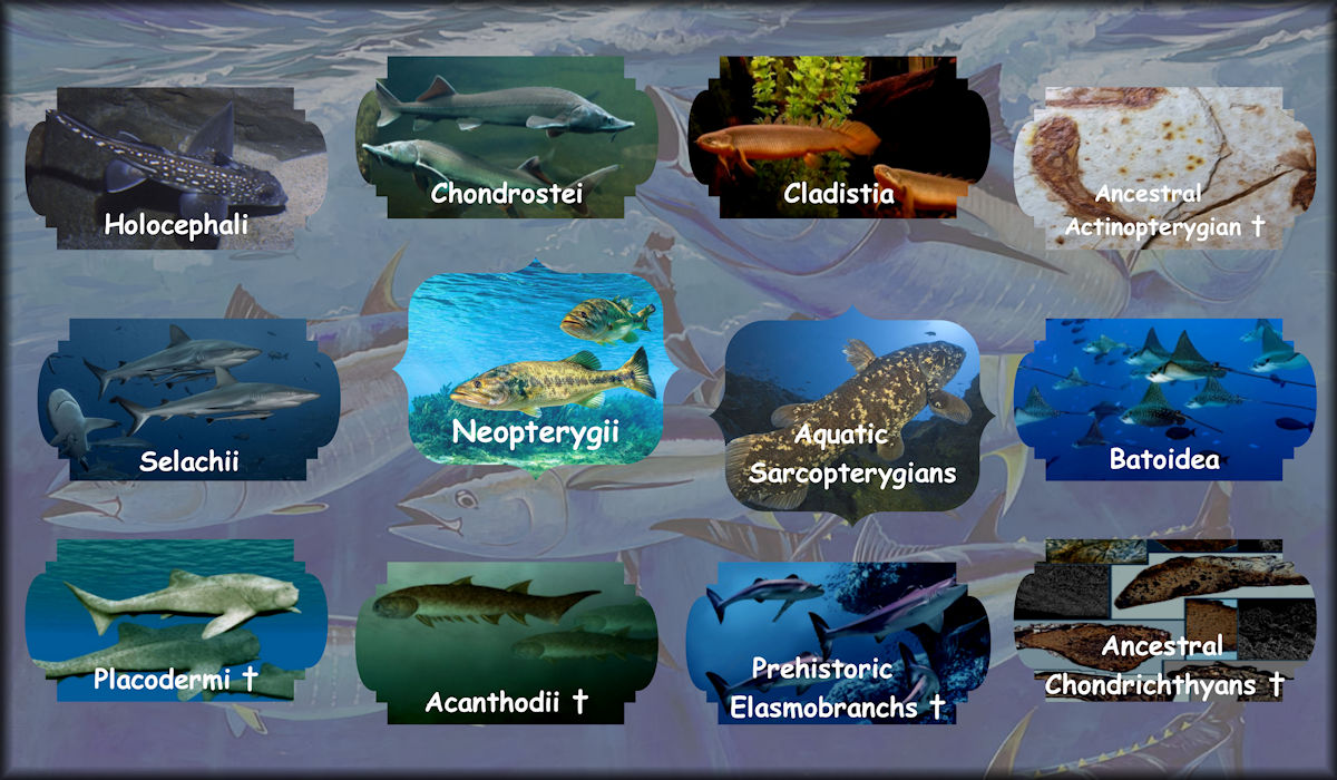 Jawed fish including Neopterygii, Batoidea, Selachii, Holocephali, Chondrostei, Cladistia, Actinopterygian, Aquatic Sarcopterygians, Placodermi, Acanthodii, Prehistoric Elasmobranchs, and  Ancestral Chondrichthyans.